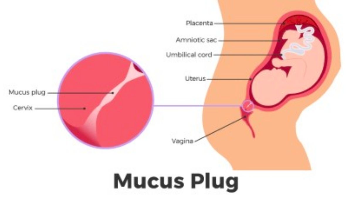 How big is the mucus plug in pregnancy?