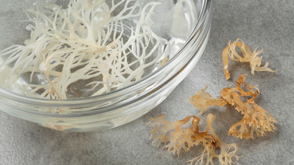 Is sea moss safe during pregnancy?
